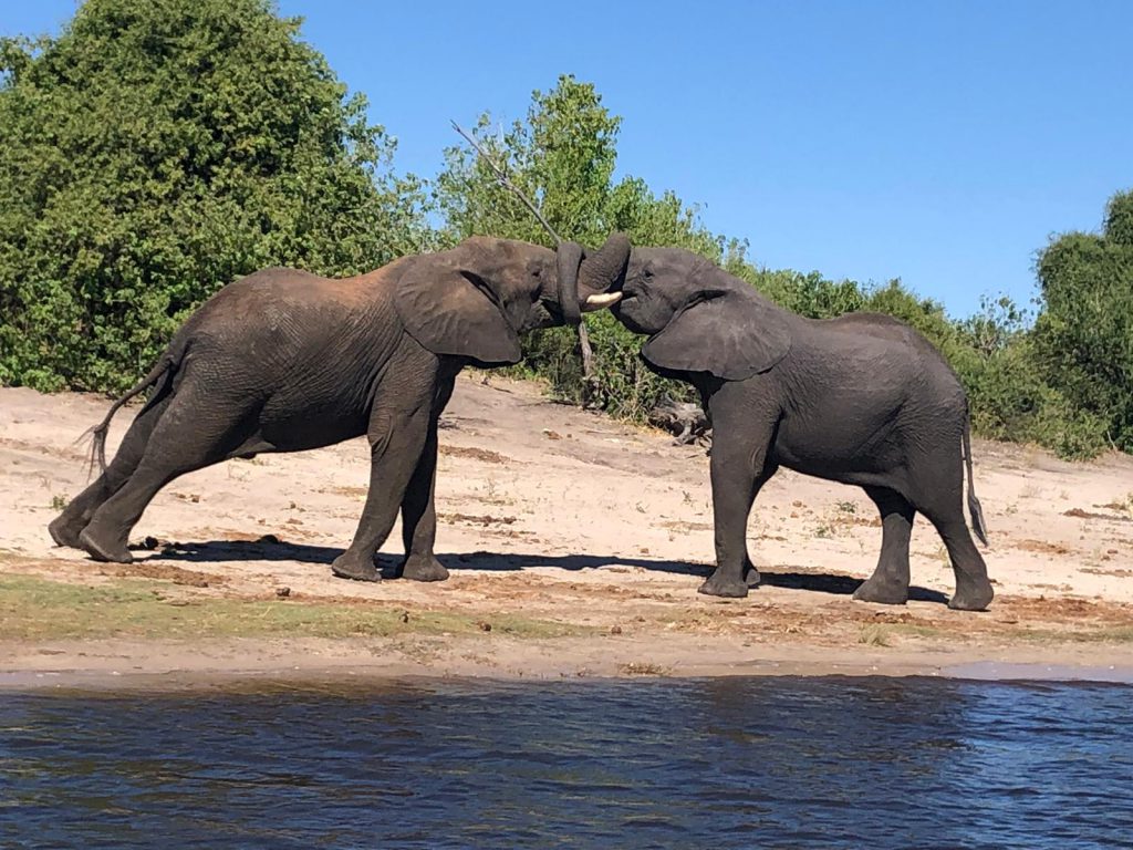 Botswana- słonie